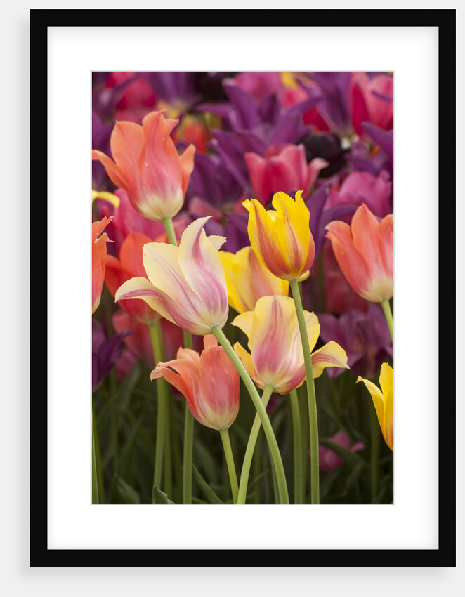 Tulip flowers in red and yellow by Anonymous