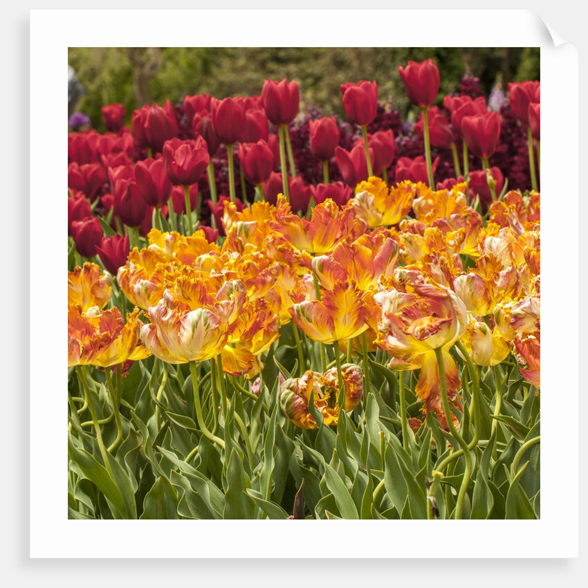 Tulip Beds at Longwood Garden Spring by Anonymous