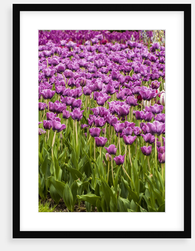 Bed of Purple Tulip flowers by Anonymous