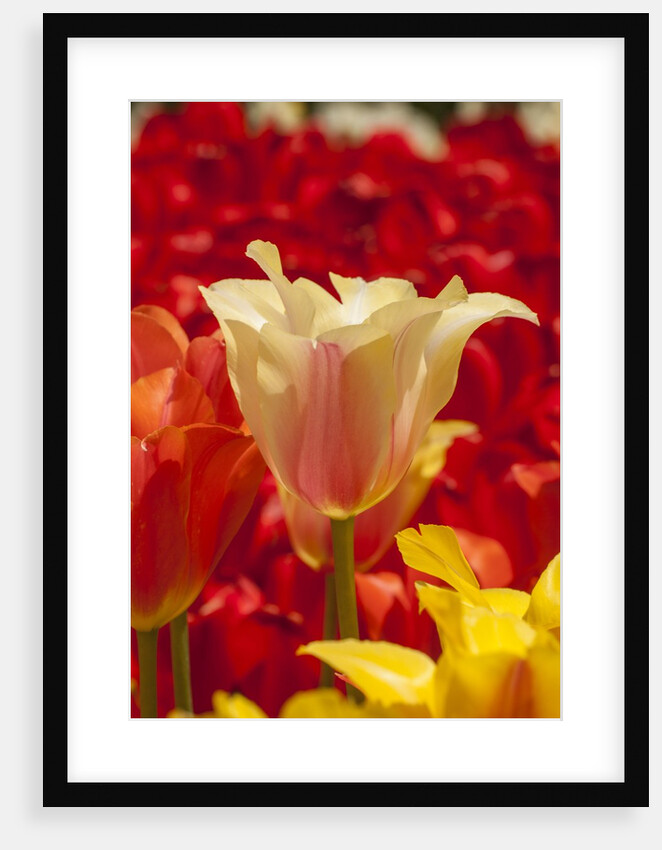 Tulip flowers in red and yellow by Anonymous