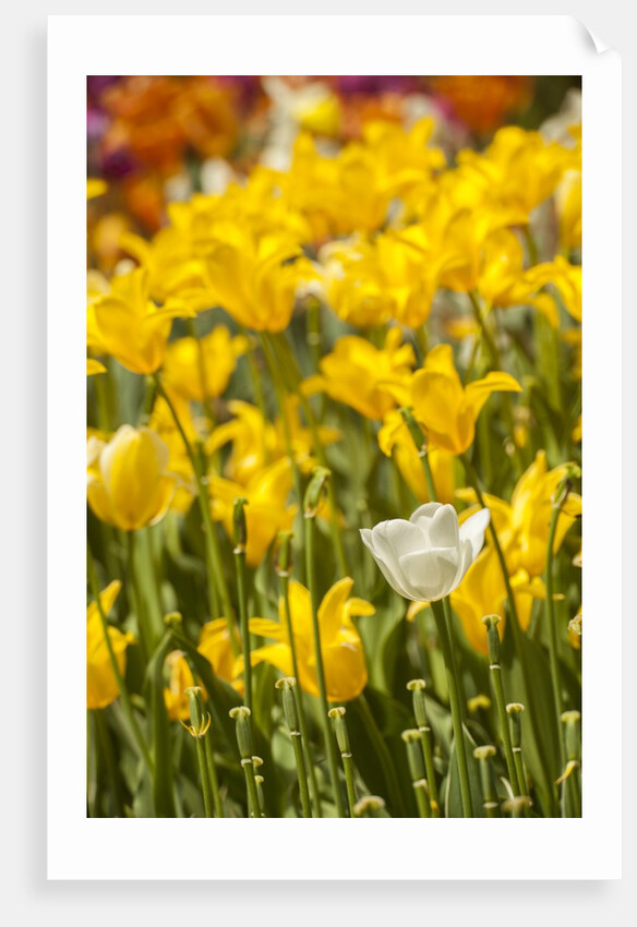 Yellow hybrid Tulips by Anonymous