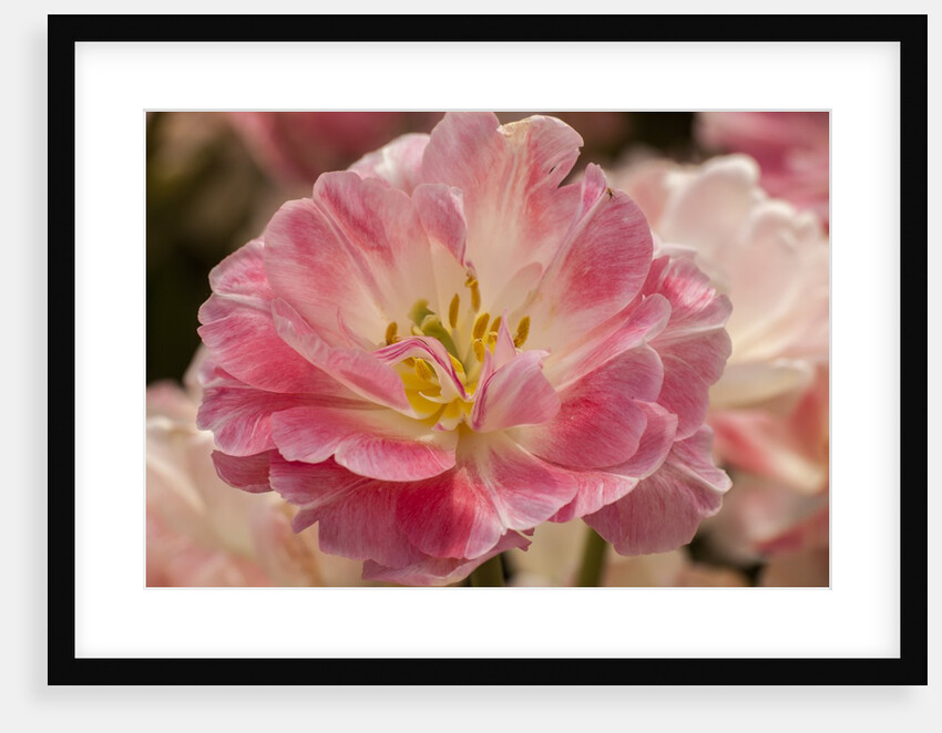 Pink Hybrid Tulip by Anonymous