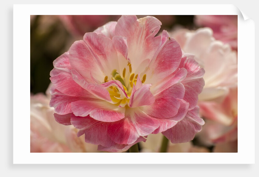 Pink Hybrid Tulip by Anonymous