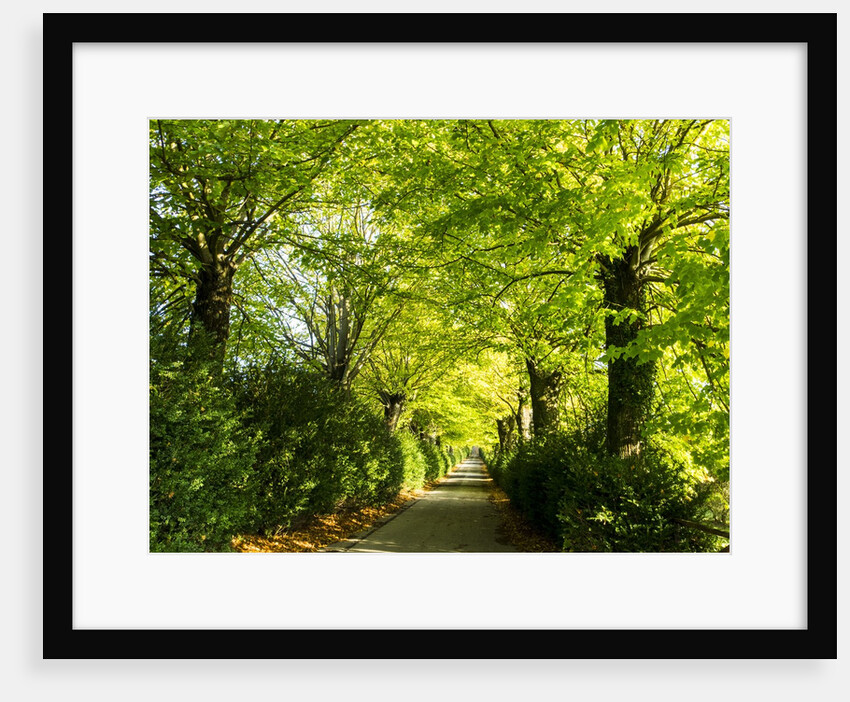 Tree lined road with Bright green Trees by Anonymous