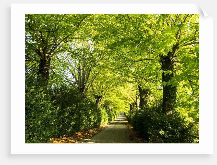 Tree lined road with Bright green Trees by Anonymous