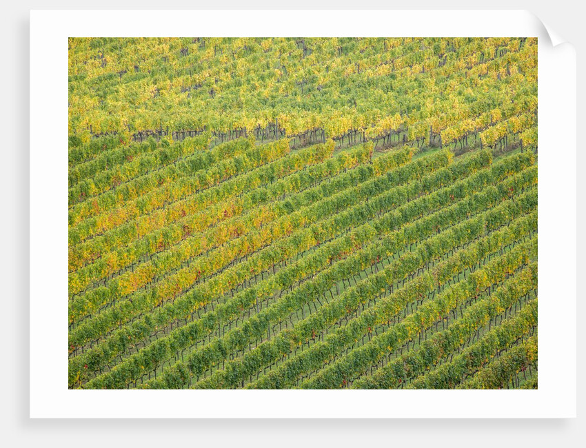 Autumn Vineyards Rows with Bright Color by Anonymous