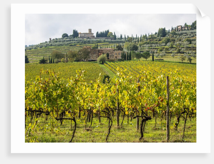 Autumn Vineyards with Bright Color with Villa at on hill by Anonymous