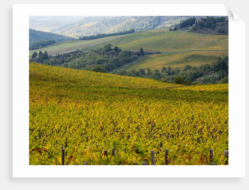 Autumn Vineyards with Bright Color by Anonymous