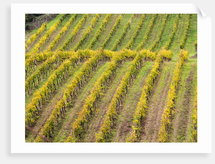 Autumn Vineyards Rows with Bright Color by Anonymous