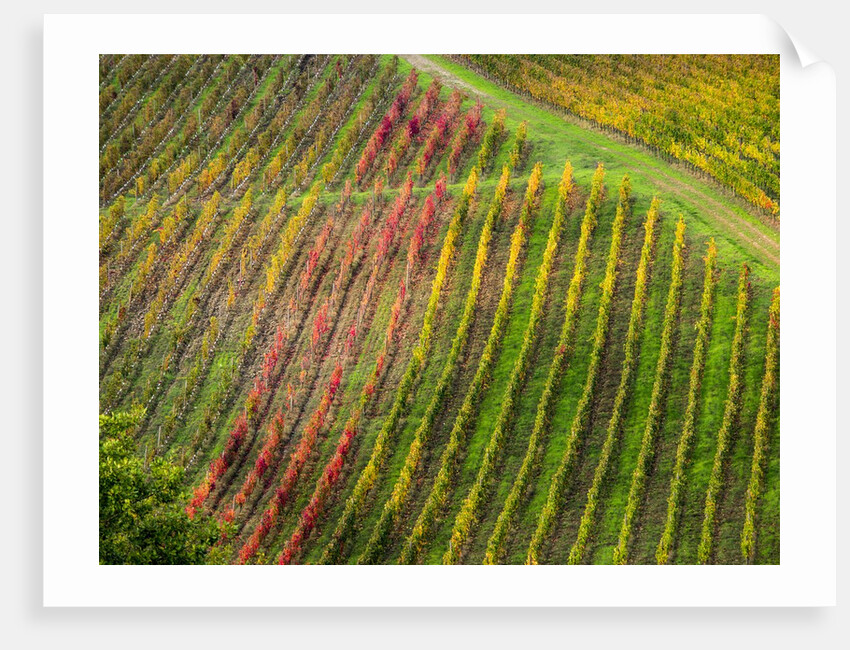 Autumn Vineyards Rows with Bright Color by Anonymous
