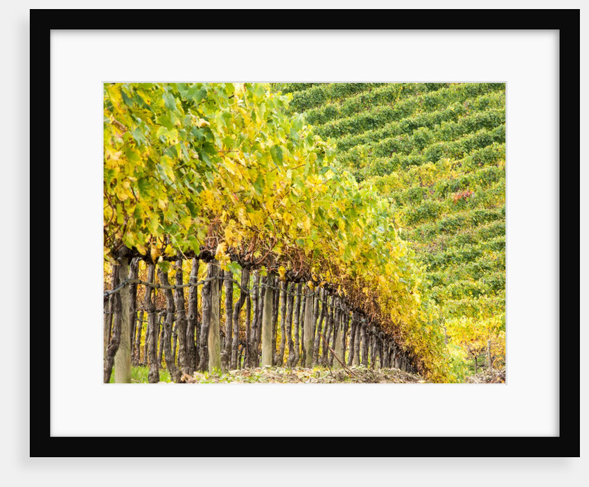 Autumn Vineyards Rows with Bright Color by Anonymous