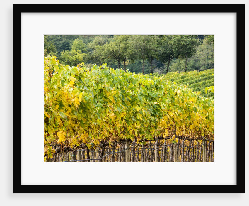 Autumn Vineyards Rows with Bright Color by Anonymous