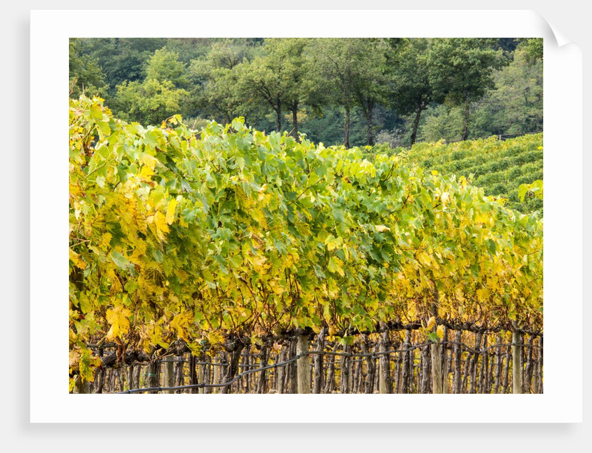 Autumn Vineyards Rows with Bright Color by Anonymous