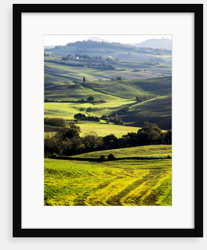 Morning light over the fields of Winter Wheat above the Tuscan Landscape by Anonymous