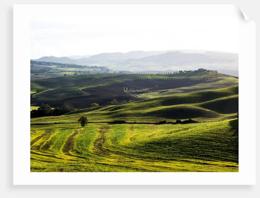 Morning light over the fields of Winter Wheat above the Tuscan Landscape by Anonymous
