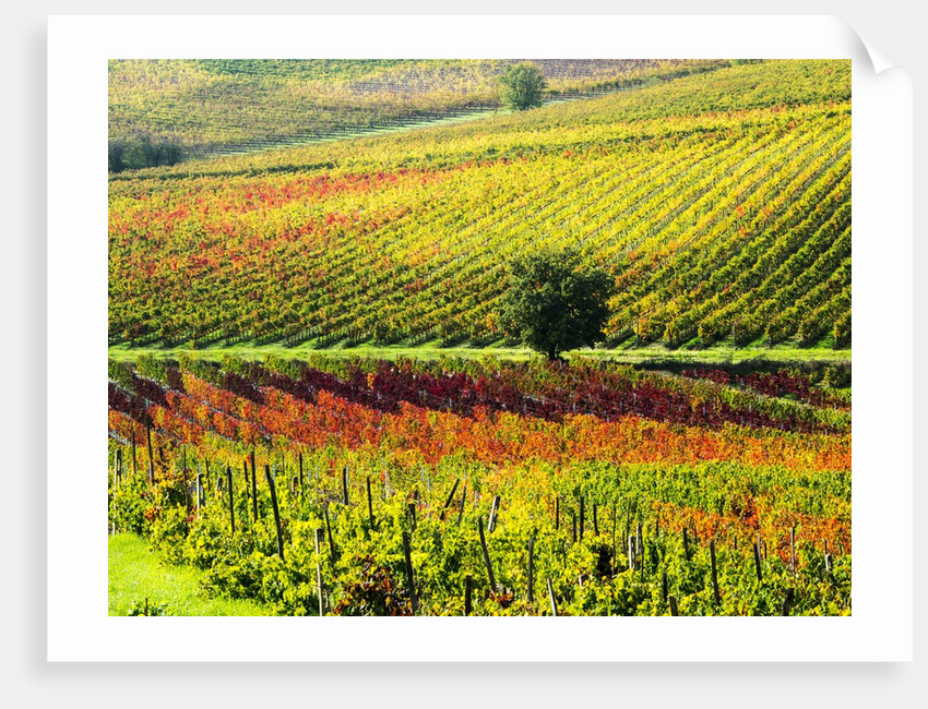 Autumn Vineyards in full color near Montepulciano by Anonymous