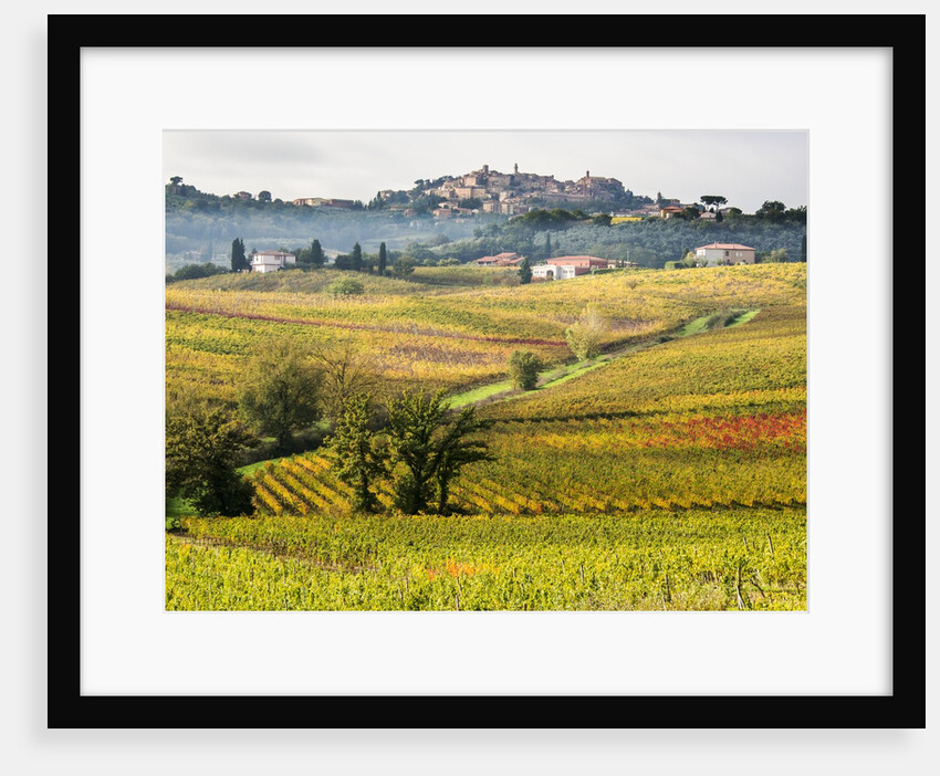Autumn Vineyards in full color near Montepulciano by Anonymous