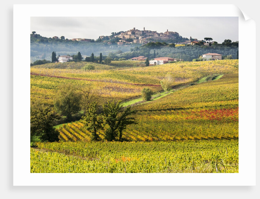 Autumn Vineyards in full color near Montepulciano by Anonymous