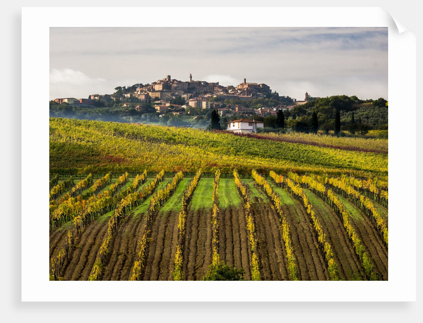 Autumn Vineyards in full color near Montepulciano by Corbis