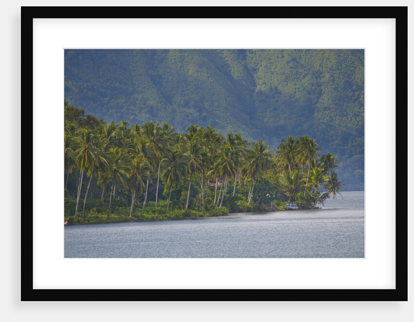 Coconut palm trees lining the second largest lake in Sumatra by Anonymous