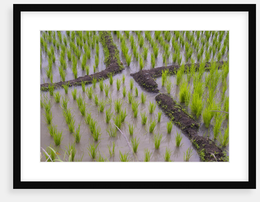 Patterns and shapes of paddy rice field by Anonymous