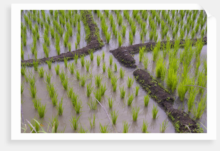 Patterns and shapes of paddy rice field by Anonymous
