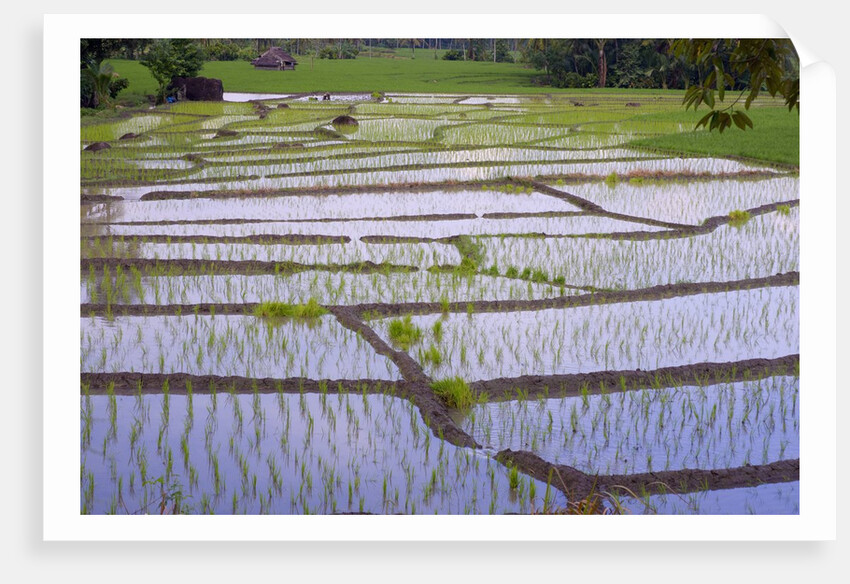Patterns and shapes of paddy rice field by Anonymous