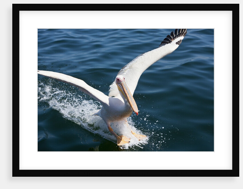 Great White Pelican landing on ocean (Pelecanus onocrotalus) by Anonymous