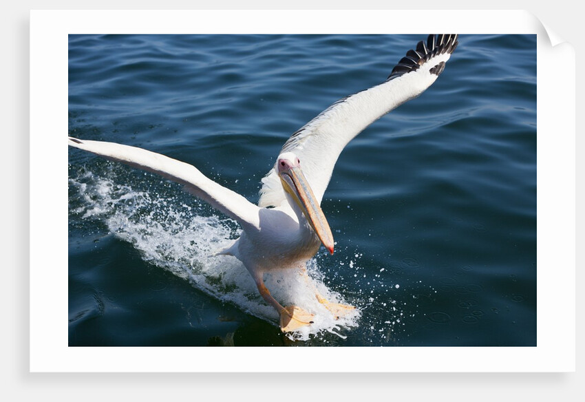Great White Pelican landing on ocean (Pelecanus onocrotalus) by Anonymous