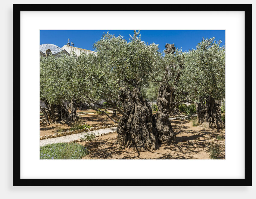 Mount of Olives, Church of All Nations (also known as the Church or Basilica of the Agony), the Garden of Gethsemane by Anonymous