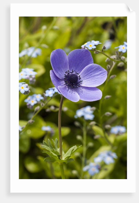 Violet Anemone Flower by Anonymous