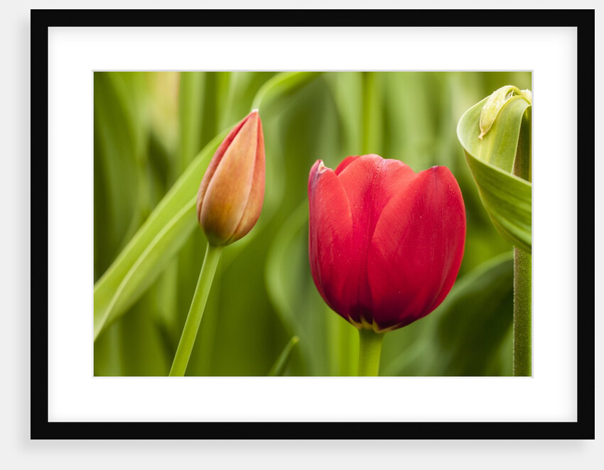 Red tulip flower by Anonymous