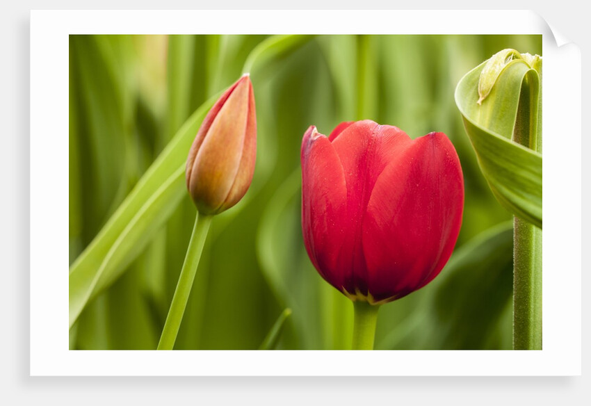 Red tulip flower by Anonymous
