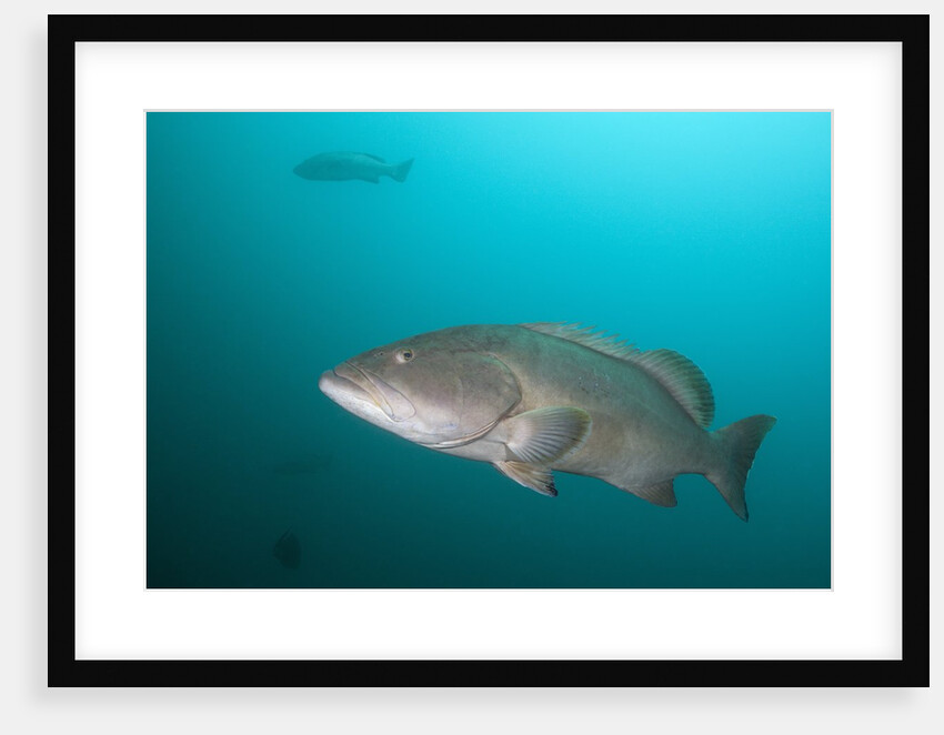 Pacific Goliath Grouper (Epinephelus quinquefasciatus) by Anonymous