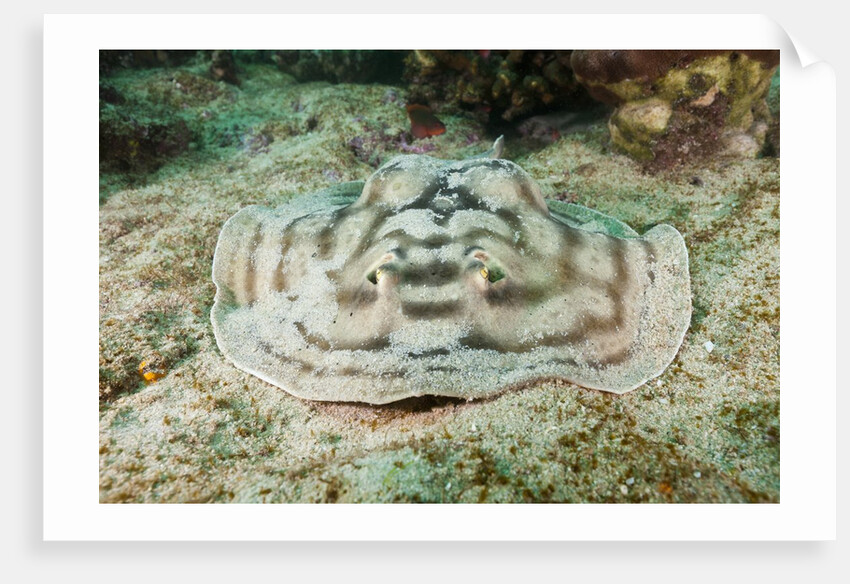 Reticulated Round Ray (Urobatis concentricus) by Anonymous