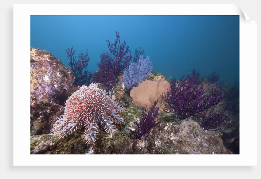 Crown-of-Thorns Starfish (Acanthaster planci) by Anonymous