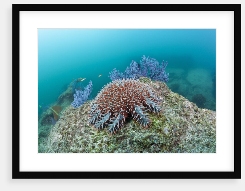 Crown-of-Thorns Starfish (Acanthaster planci) by Anonymous