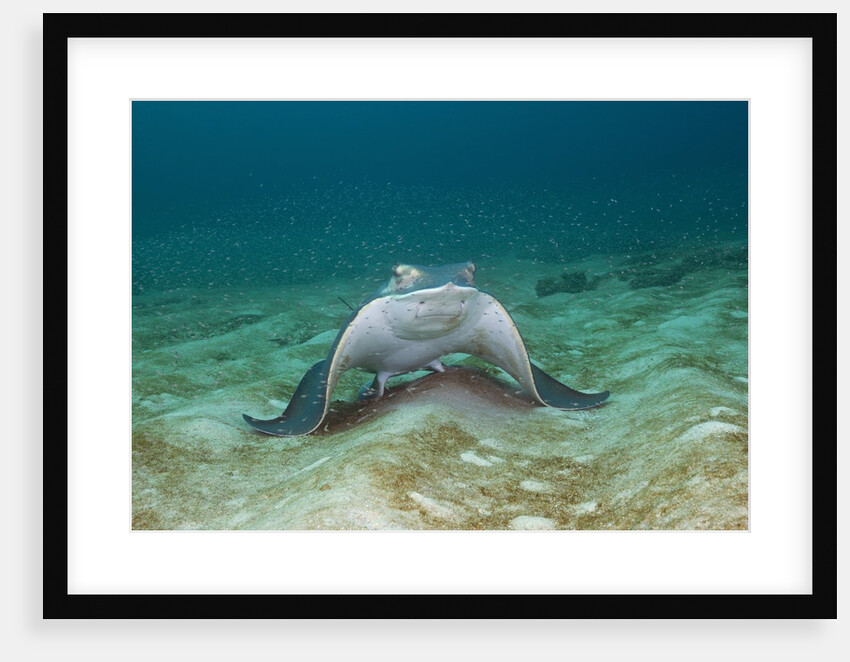 Bat Ray (Myliobatis californica) by Anonymous