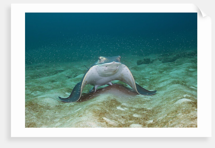 Bat Ray (Myliobatis californica) by Anonymous