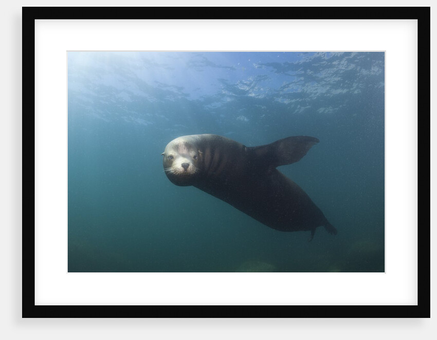 Californian Sea Lion (Zalophus californianus) by Anonymous