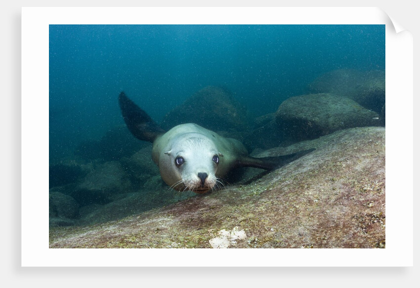 Californian Sea Lion (Zalophus californianus) by Anonymous