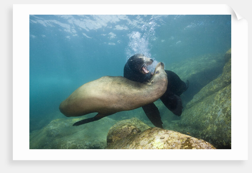 Californian Sea Lion (Zalophus californianus) by Anonymous