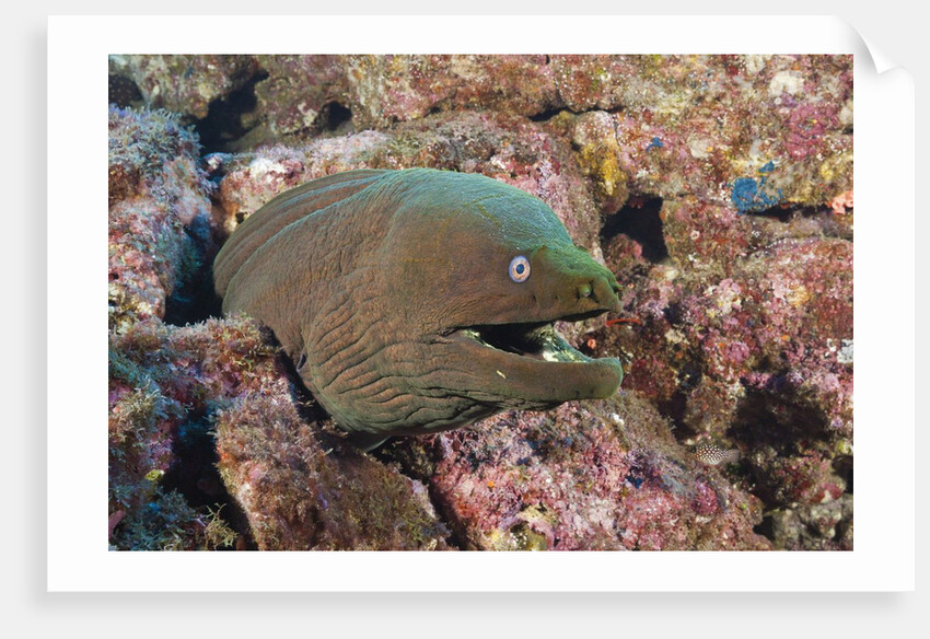 Panamic Green Moray Eel (Gymnothorax castaneus) by Anonymous