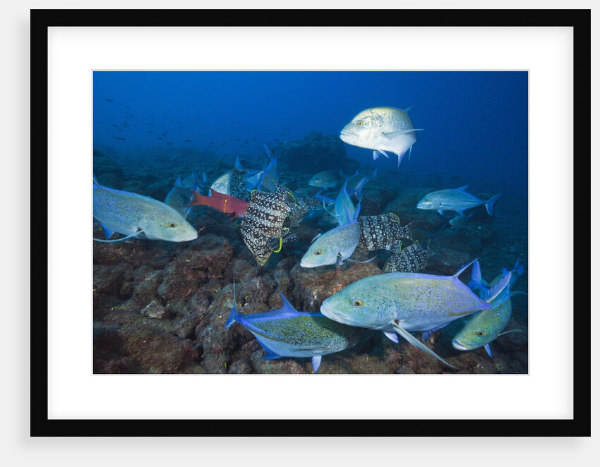 Bluefin Trevally (Caranx melampygus) and Leather Bass (Dermatolepis dermatolepis) by Anonymous