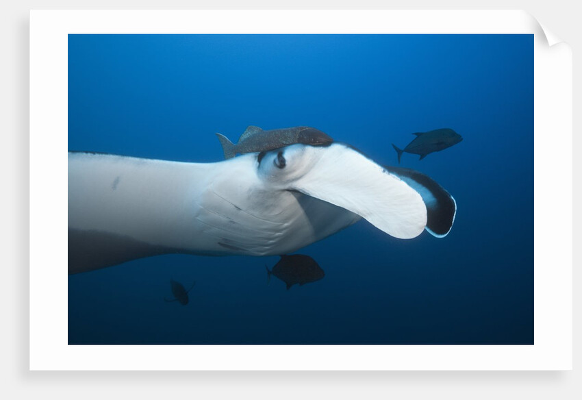 Manta Ray head (Manta birostris) by Anonymous