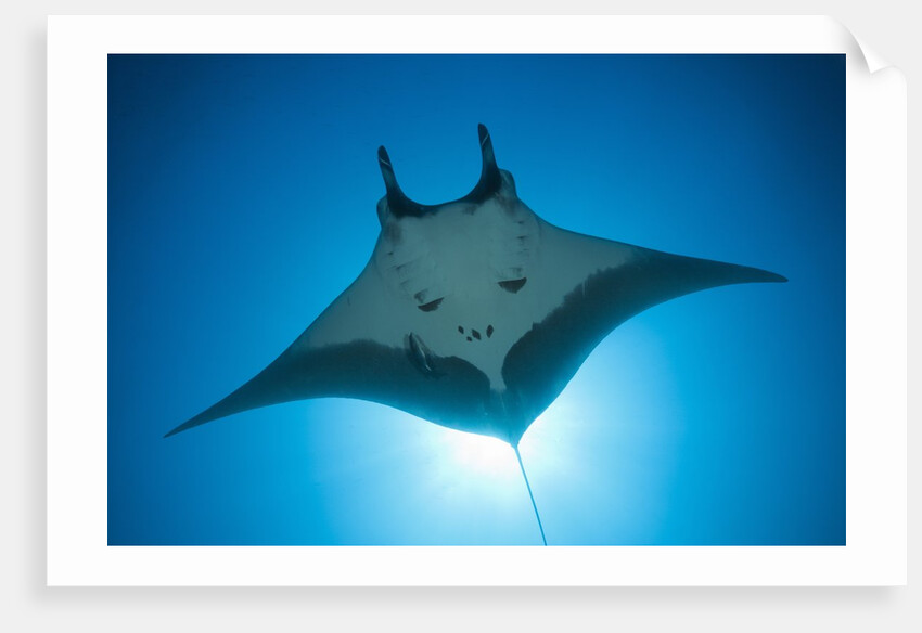 Manta Ray with Remora (Manta birostris) by Anonymous