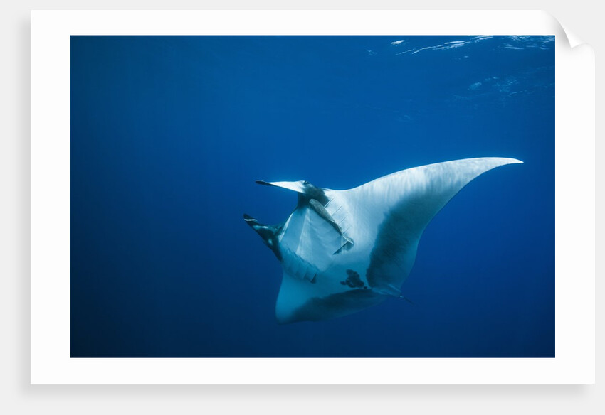 Manta Ray with Remora (Manta birostris) by Anonymous