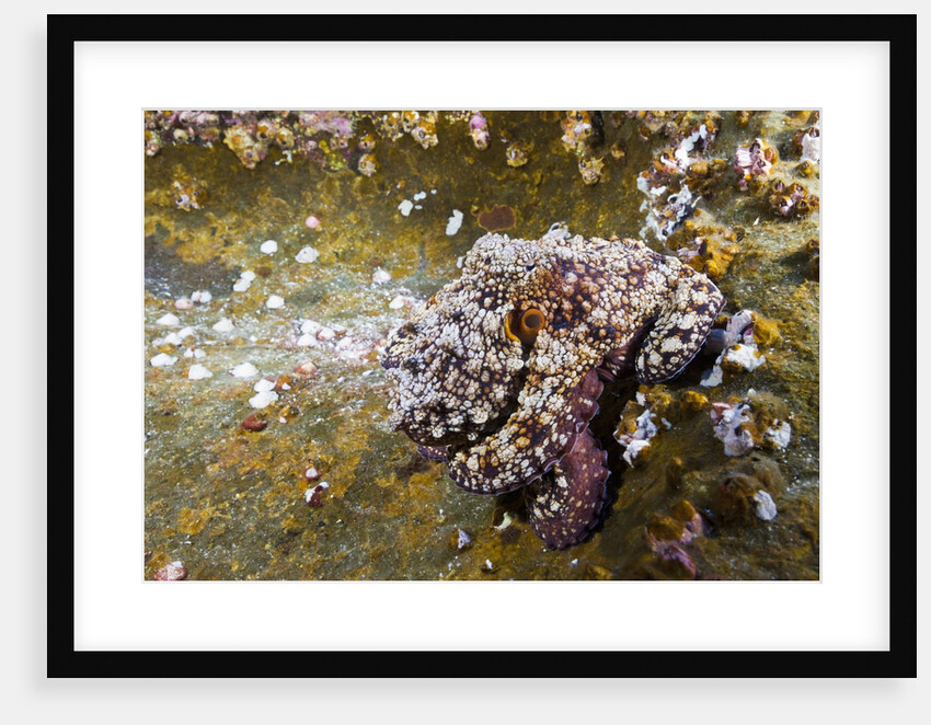 Common Octopus (Octopus vulgaris) by Anonymous
