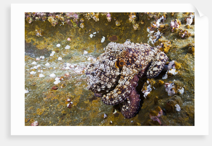 Common Octopus (Octopus vulgaris) by Anonymous