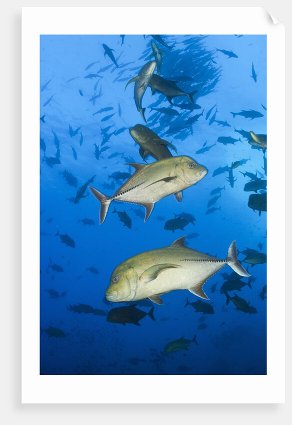 Black Trevally (Caranx lugubris) by Anonymous
